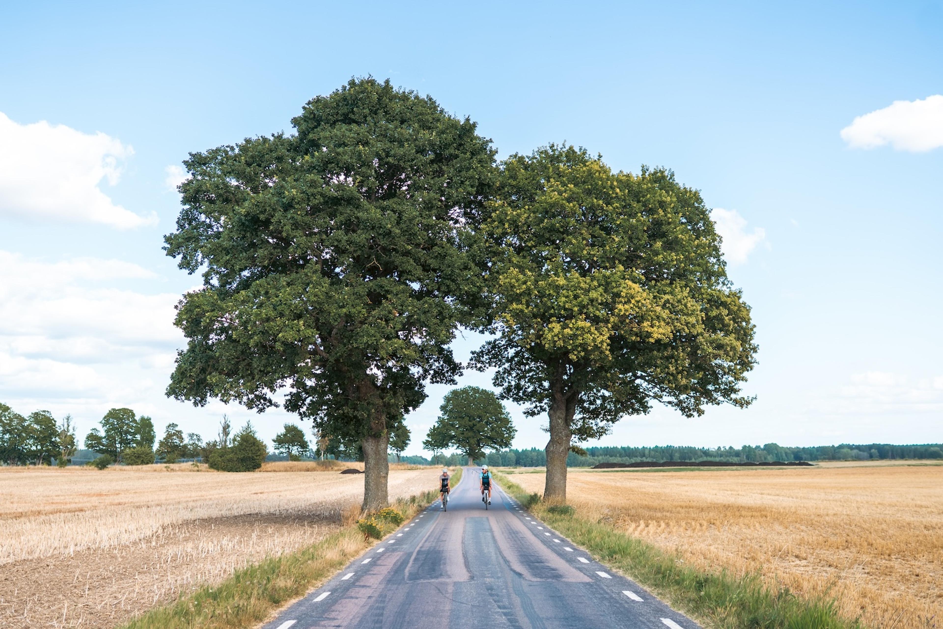 Two cyclists ride on a paved road through straw fields, framed by large trees under a blue sky.