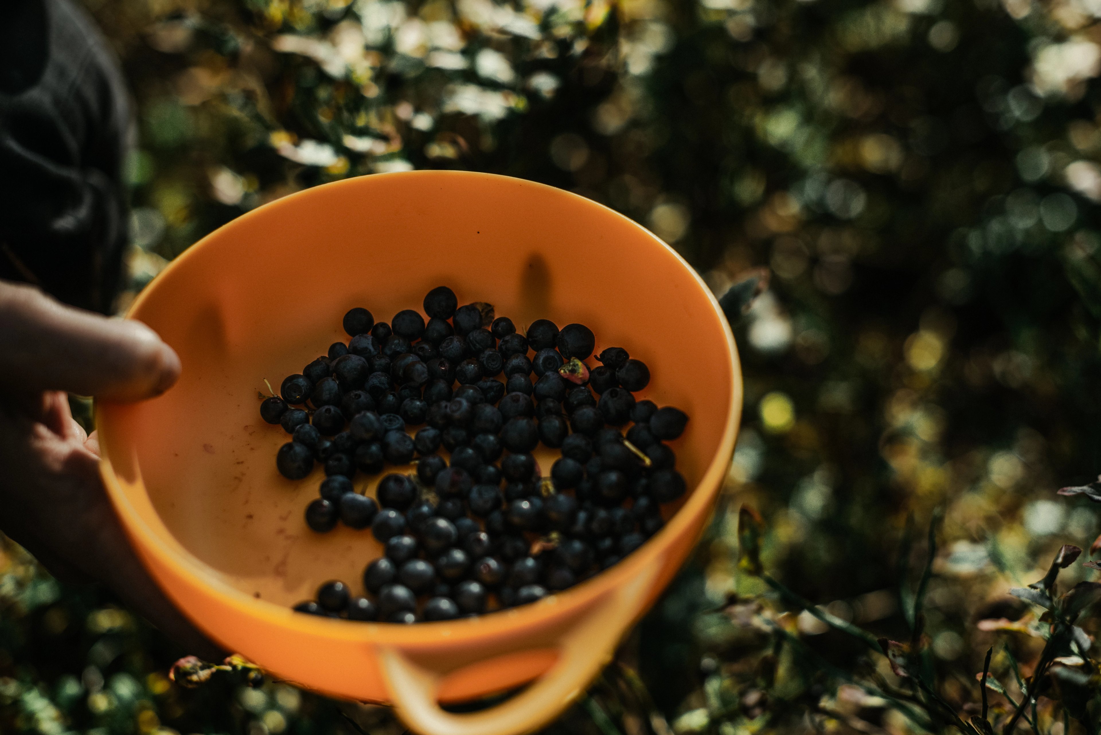 Hand holding an orange bowl full of freshly picked blueberries.