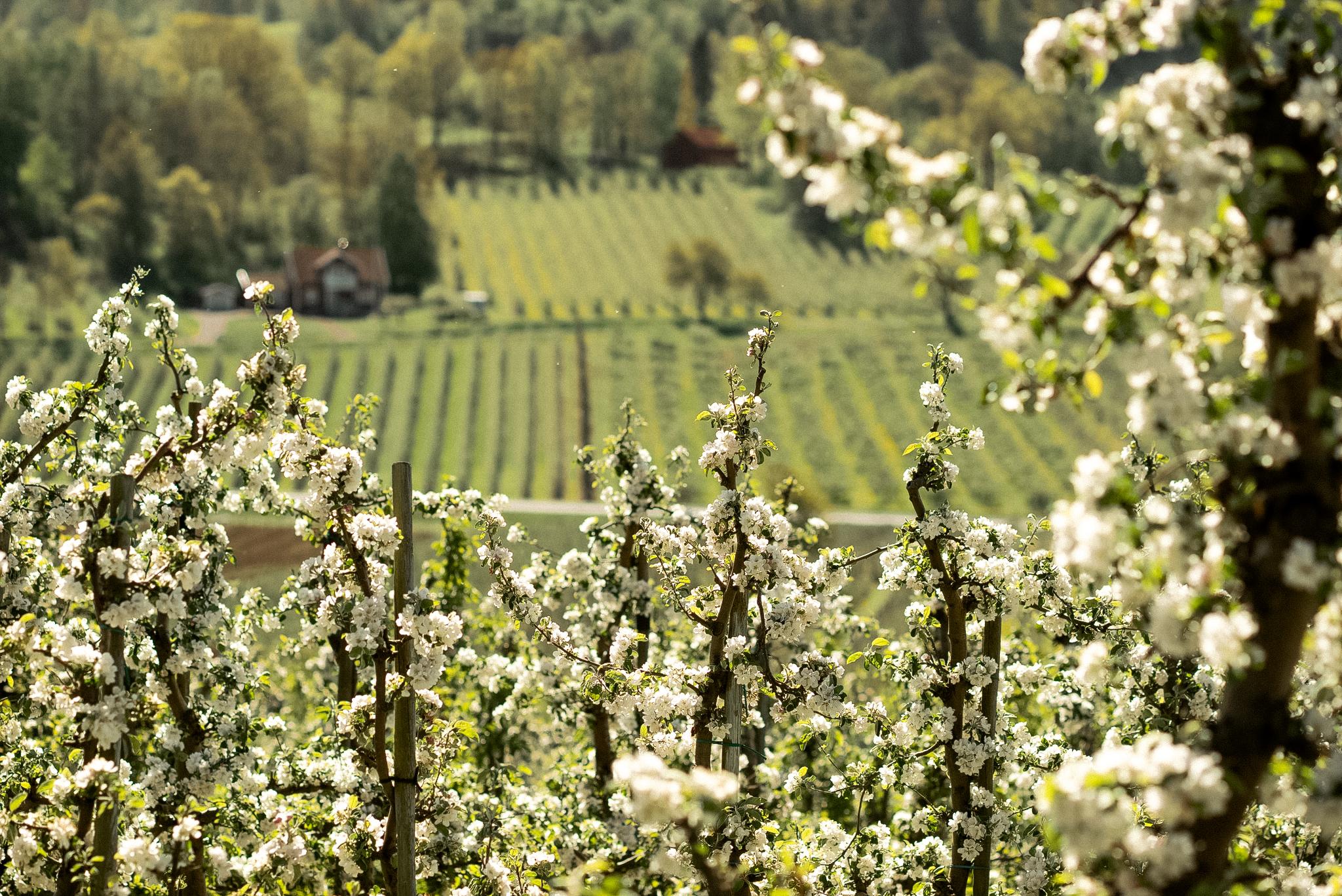 White blossoms in the foreground with a vineyard and house in the background.