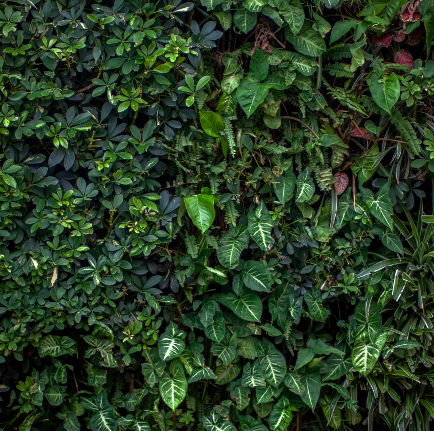 Urban Vegetation