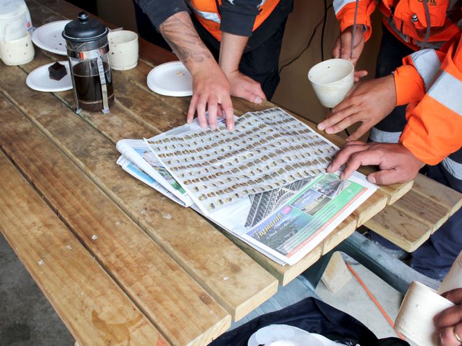 Irregular Allotments