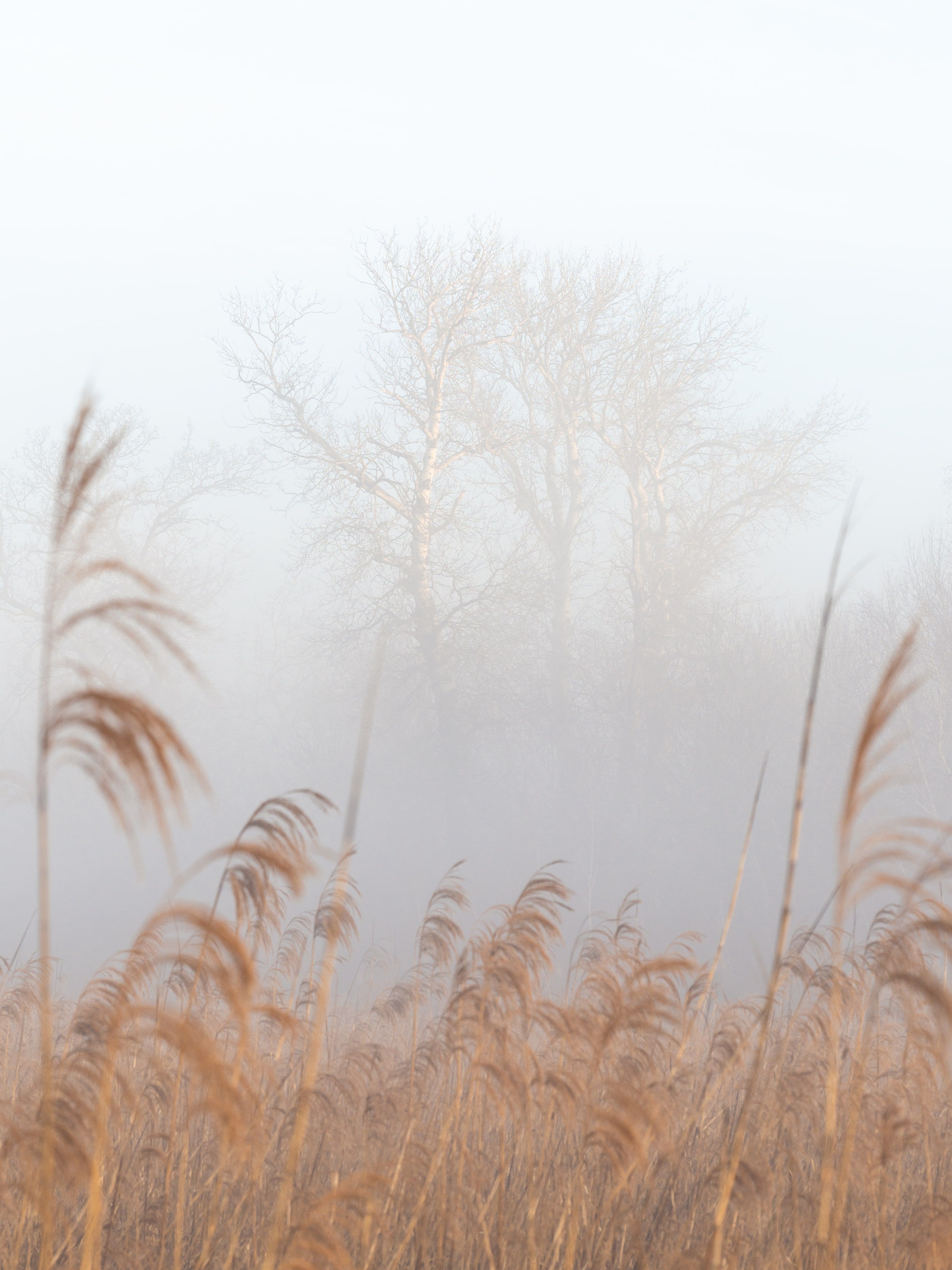 Misty Reeds