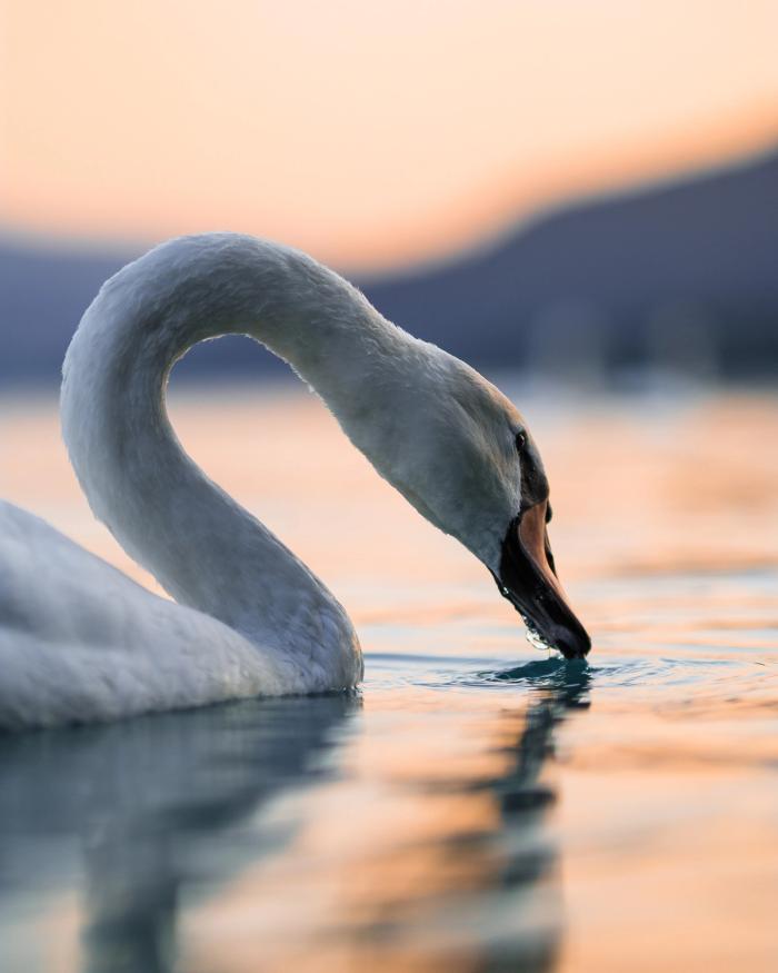 swan