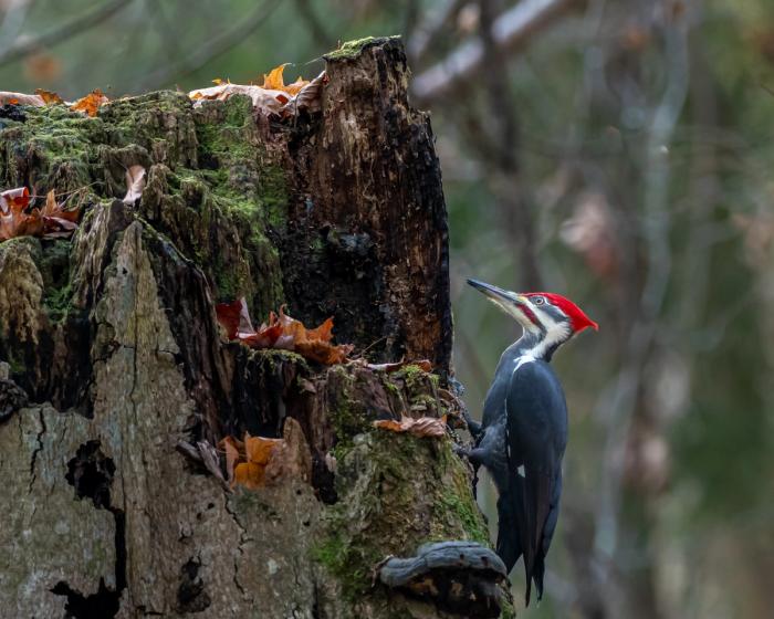 woodpecker