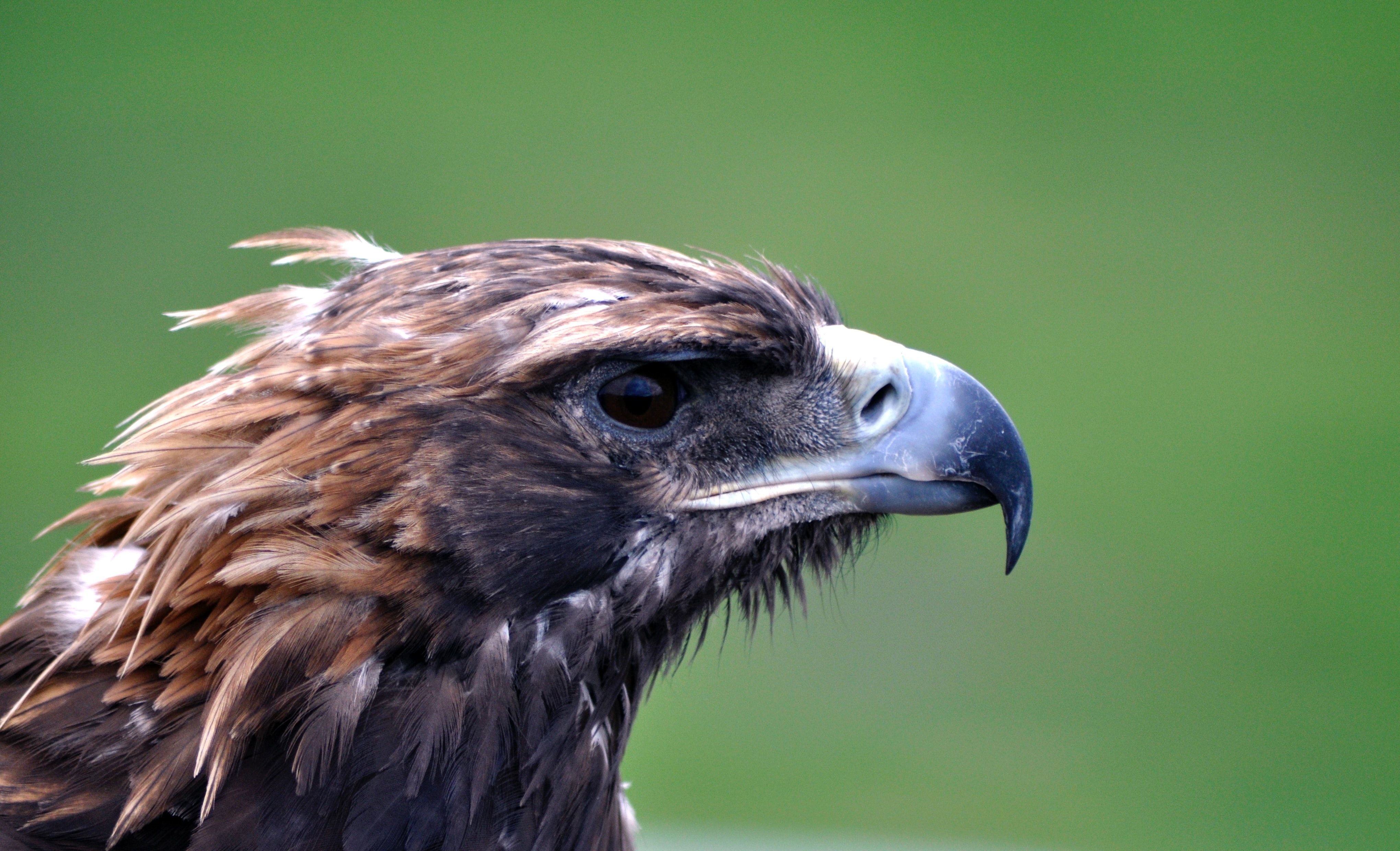 buzzard head