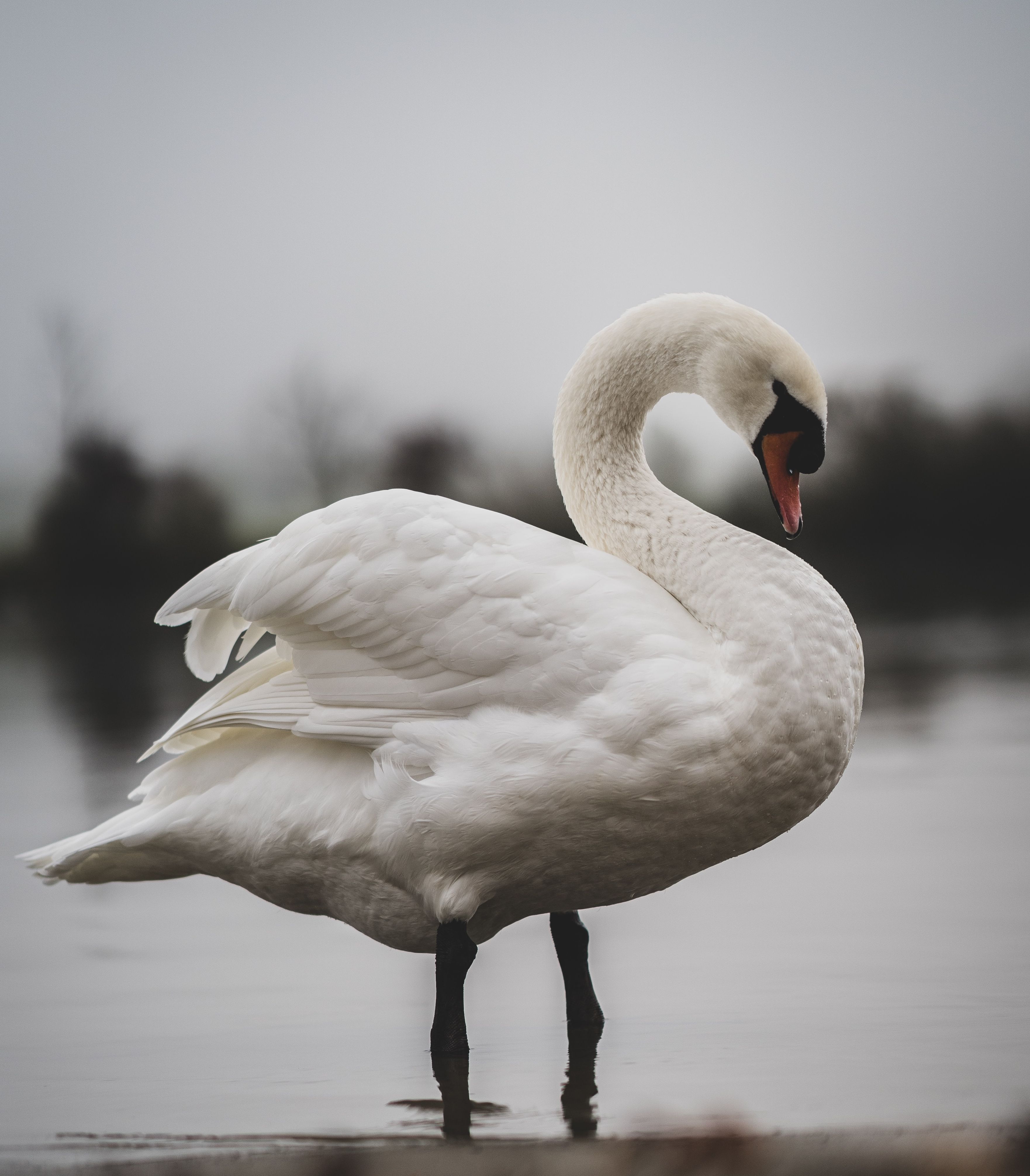 swan standing in water