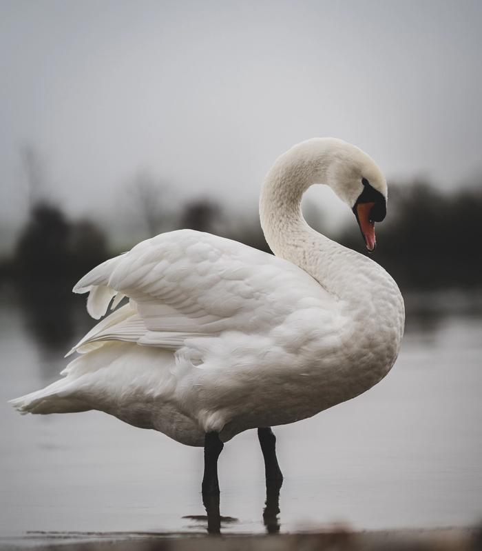 swan standing in water