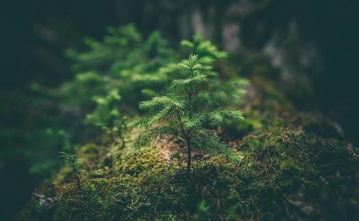 zaailing van een dennenboom in het bos