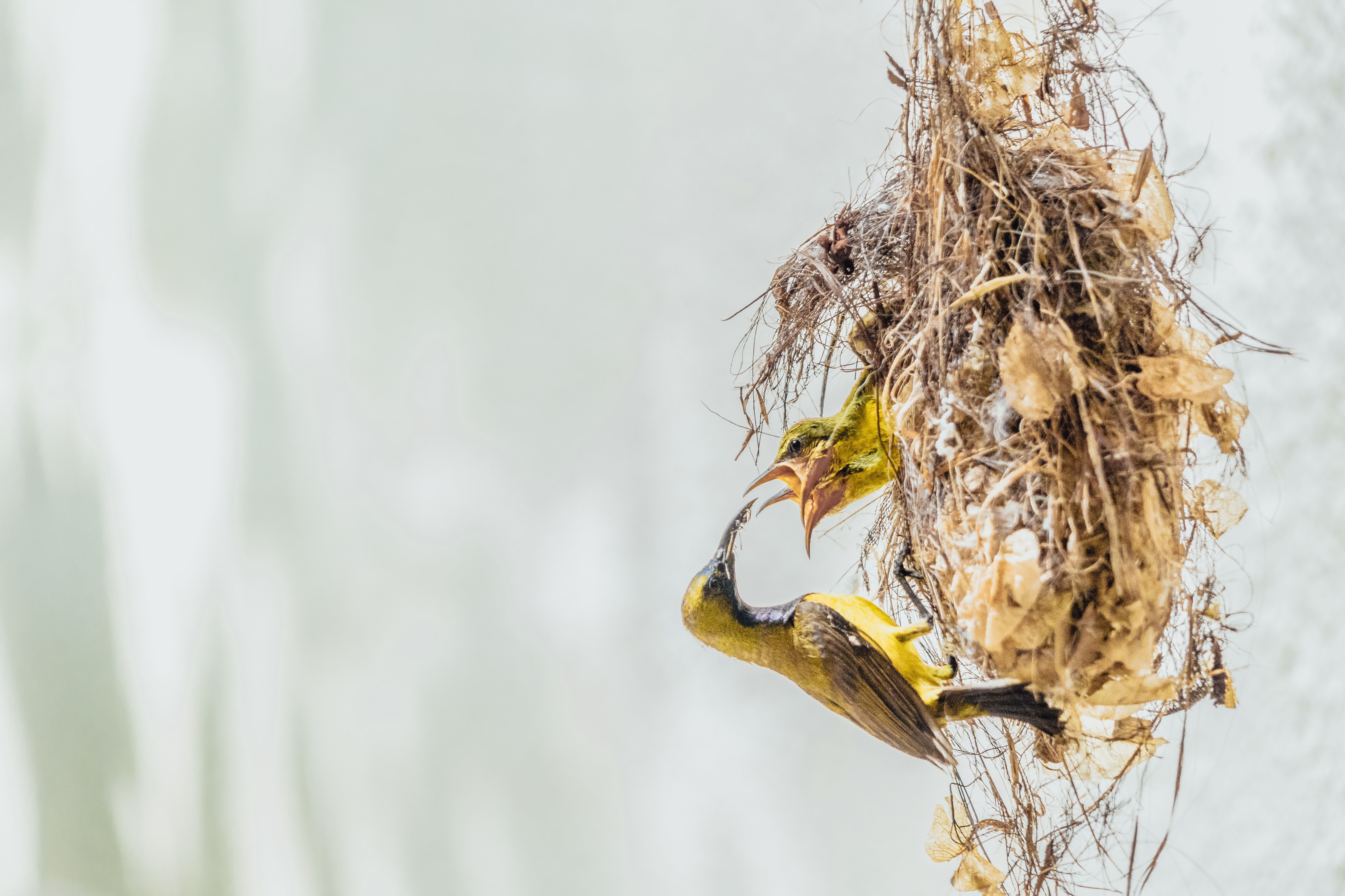 bird feeding a little bird in nest on tree