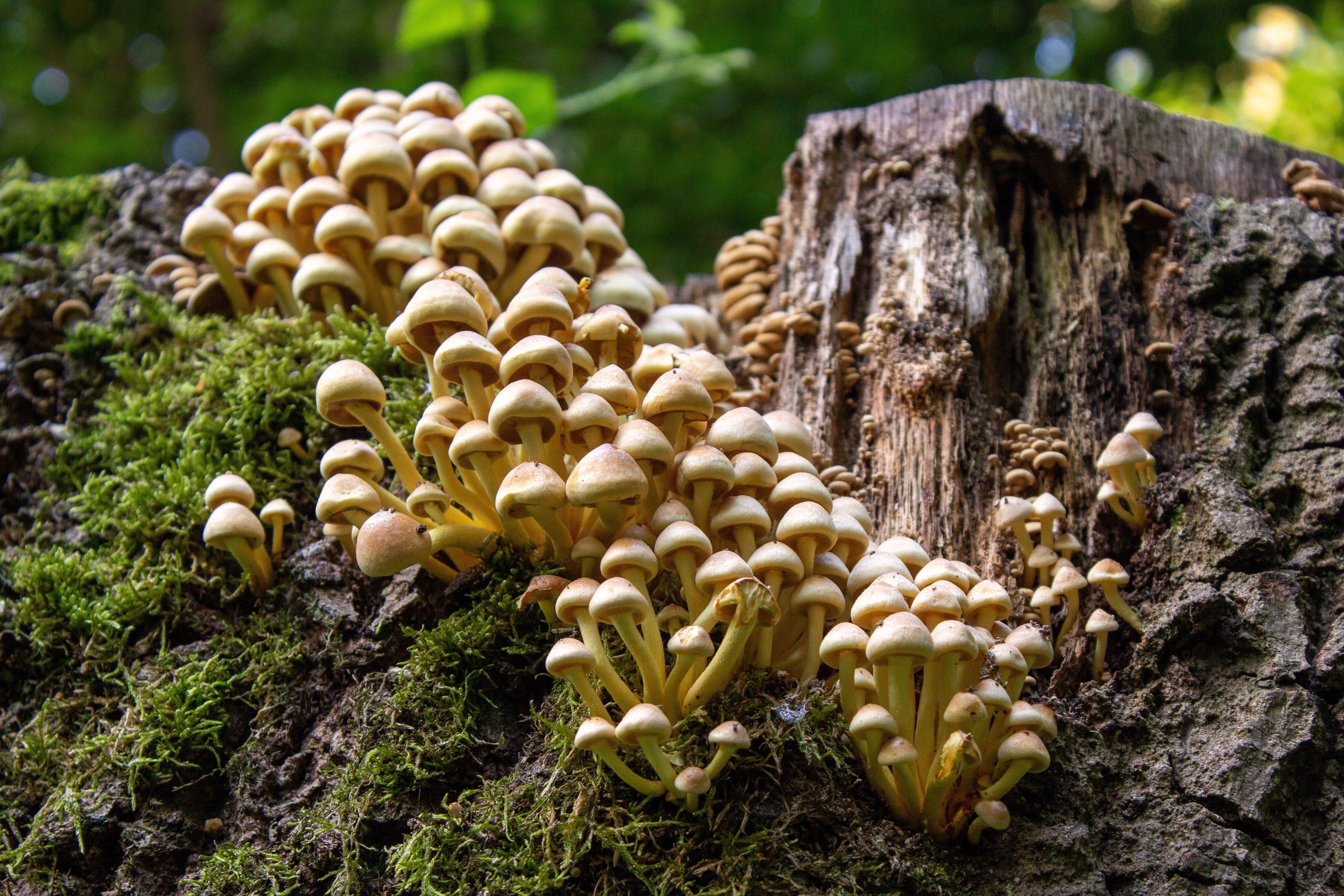 funghi on a tree