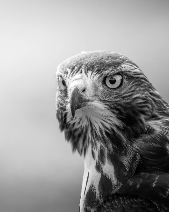 buzzard