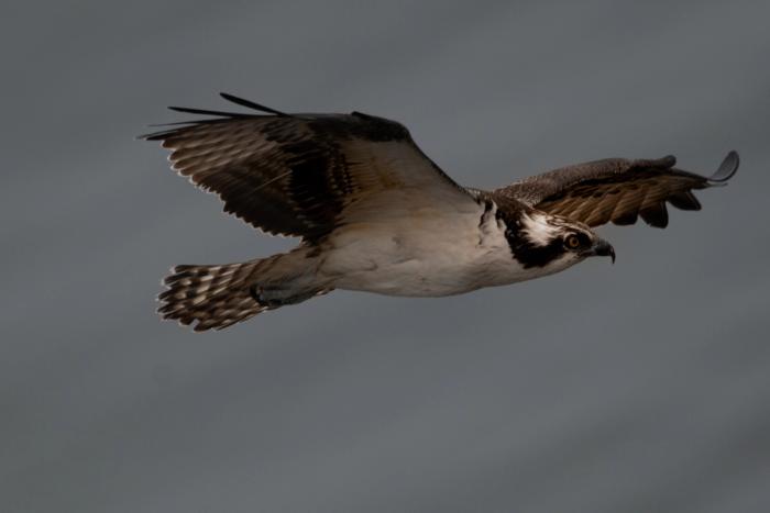 buzzard flying