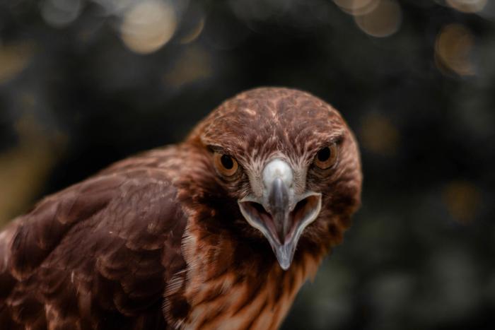 buzzard with mouth open