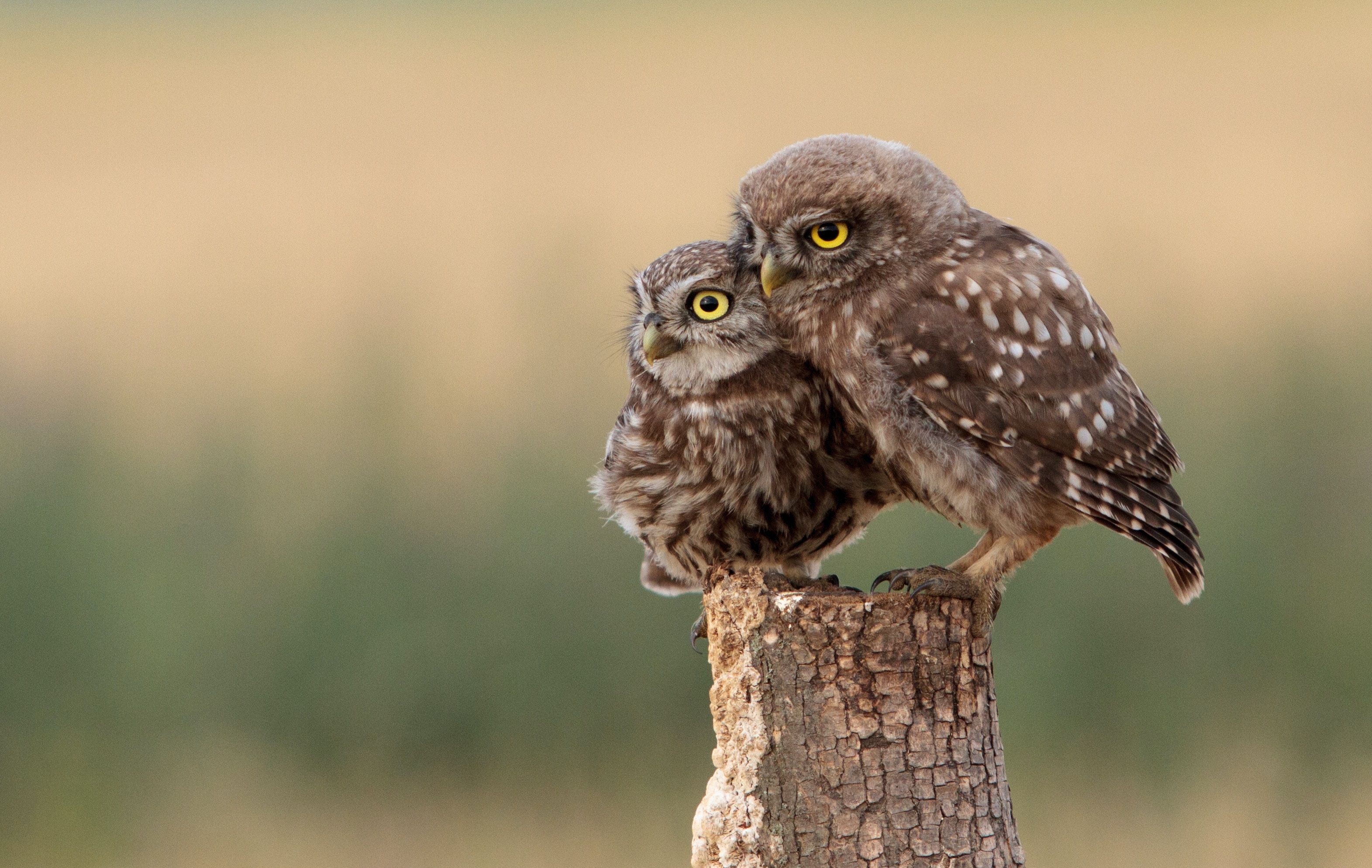 two owls parent and child