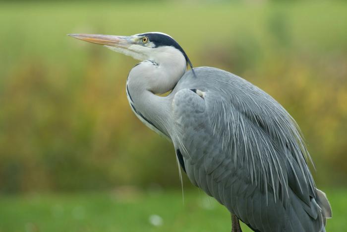 heron