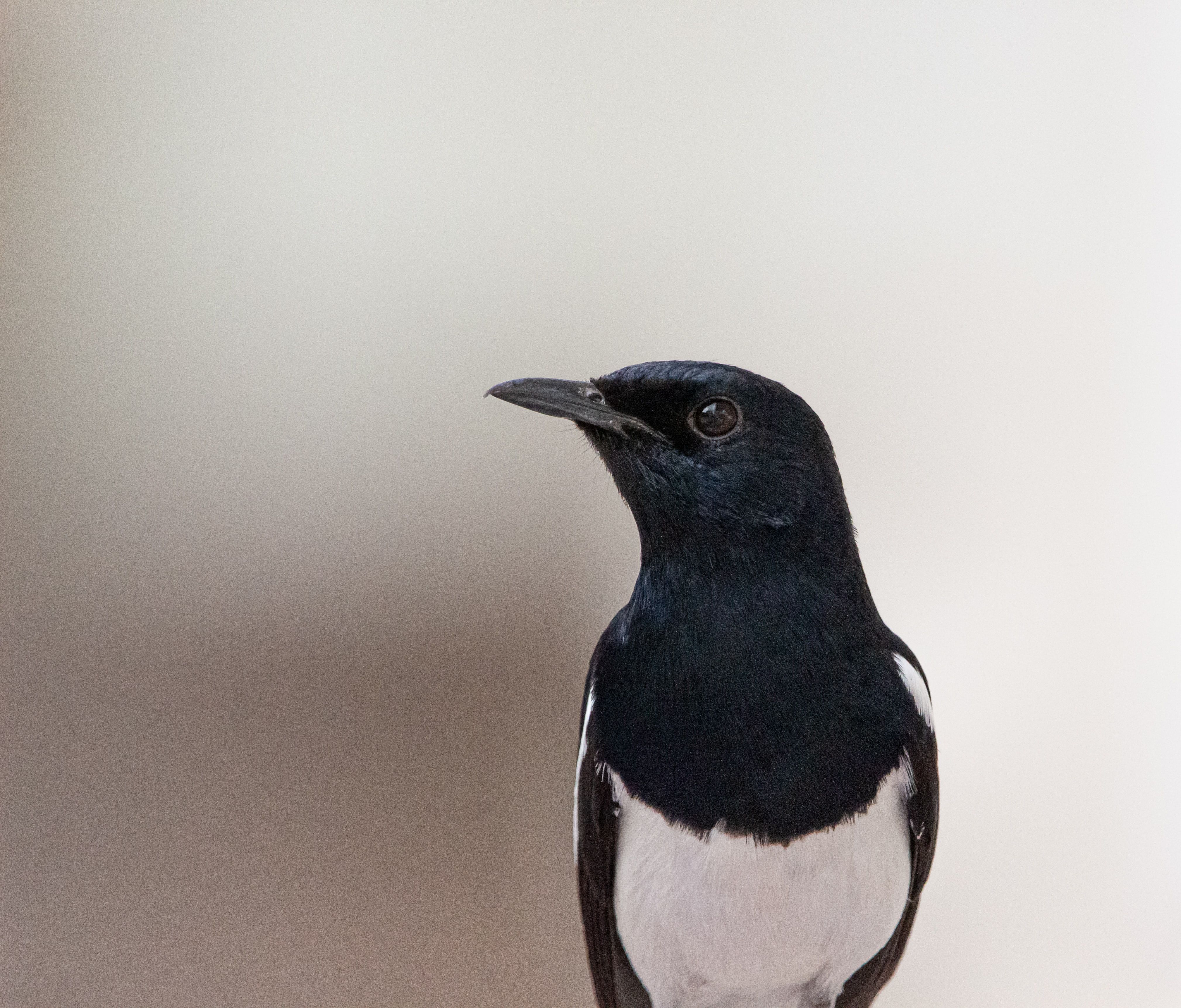 magpie