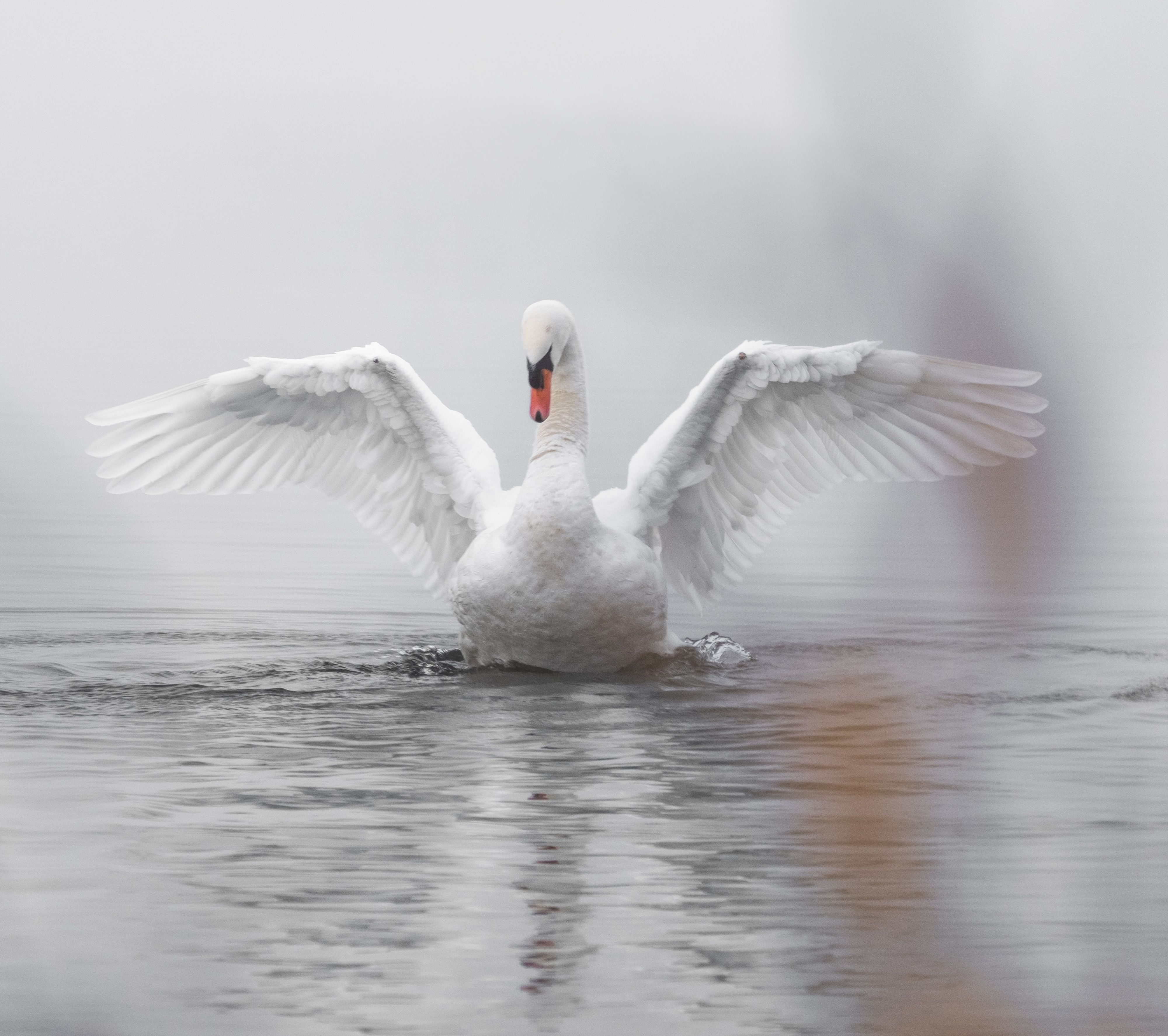 swan with wings open