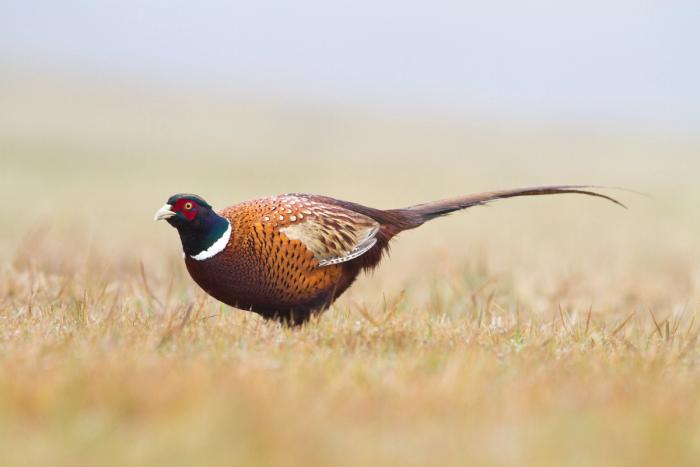 pheasant