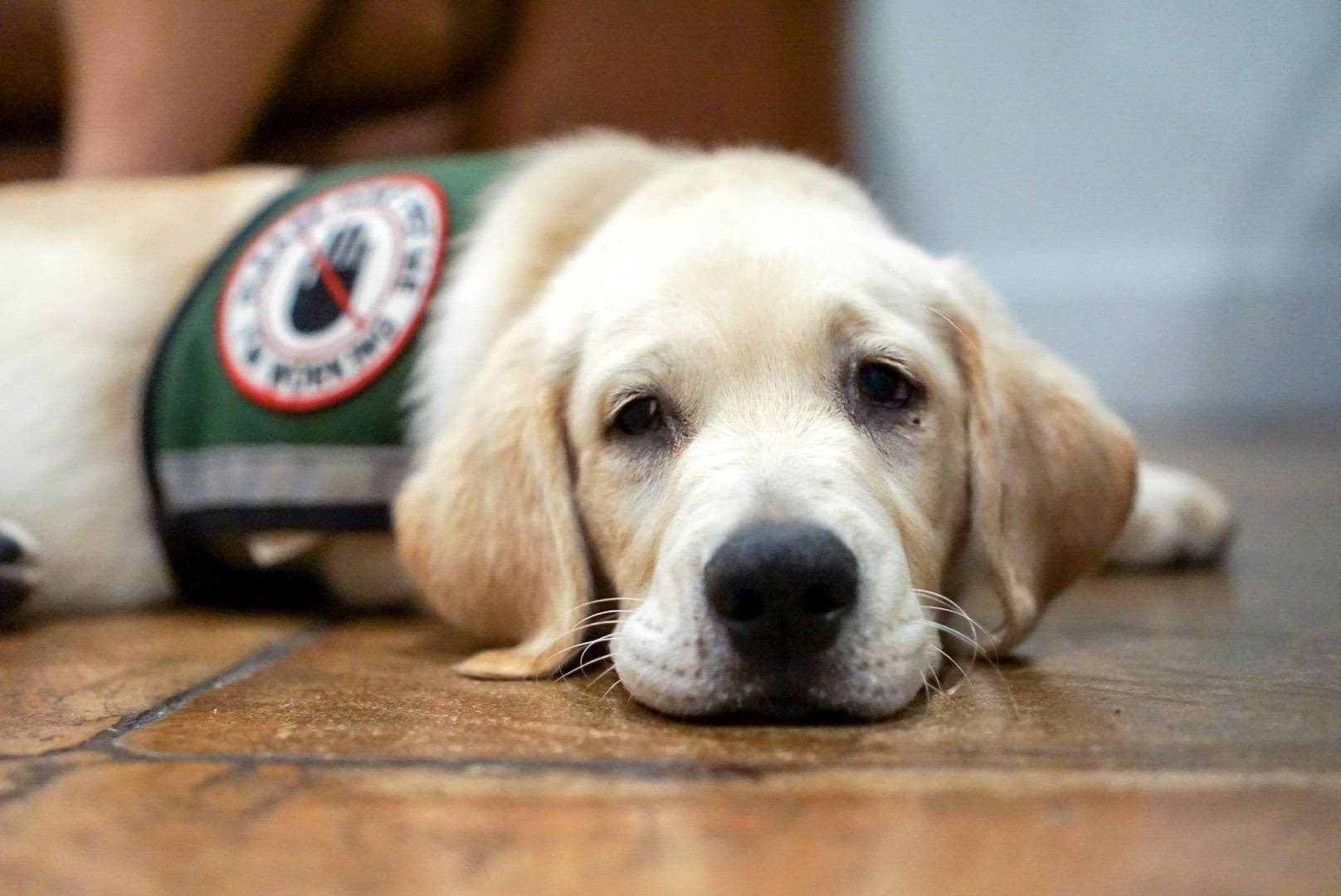 service dog in airbnb