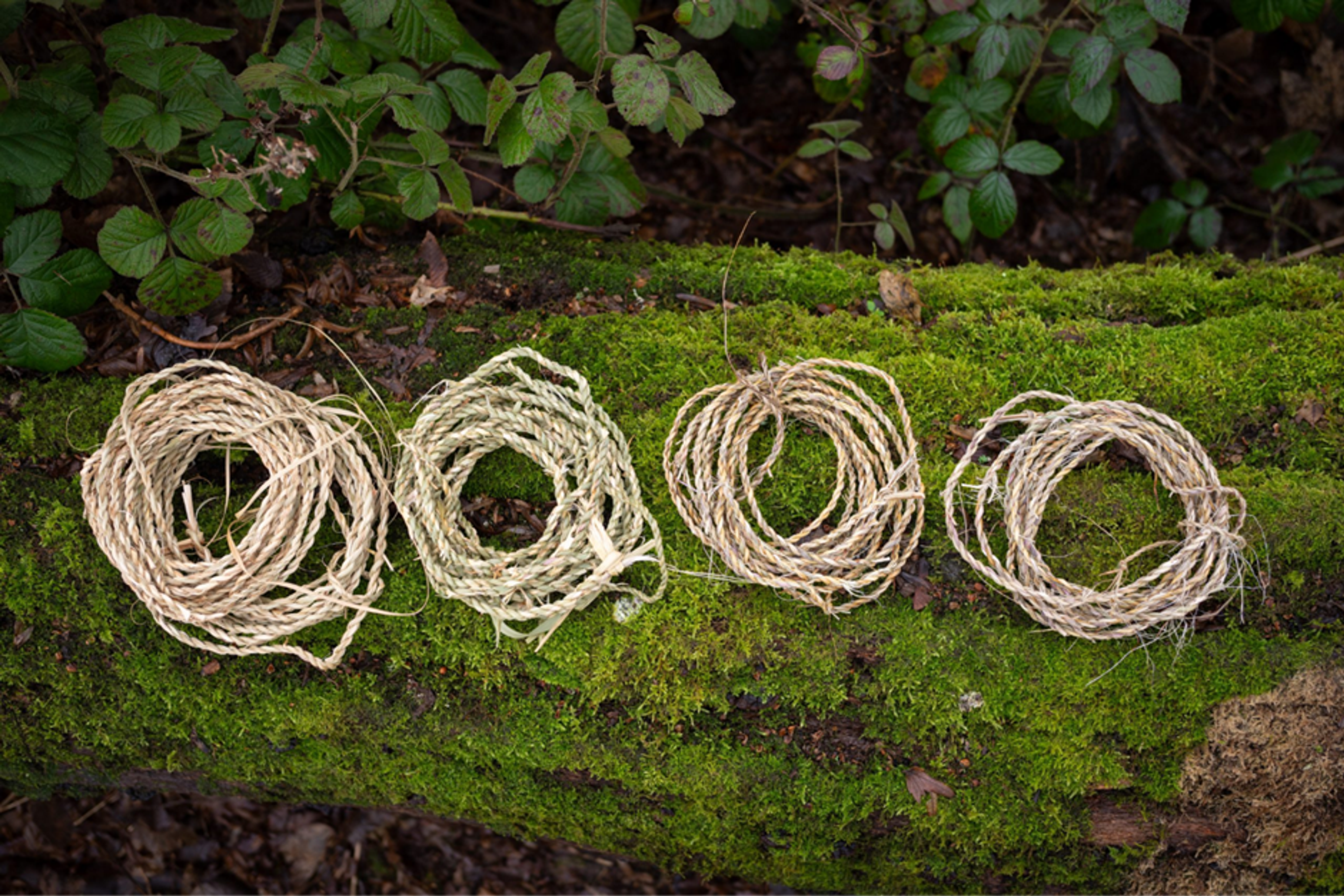 Workshops for Foraging Connections 2026, Modern Art Oxford