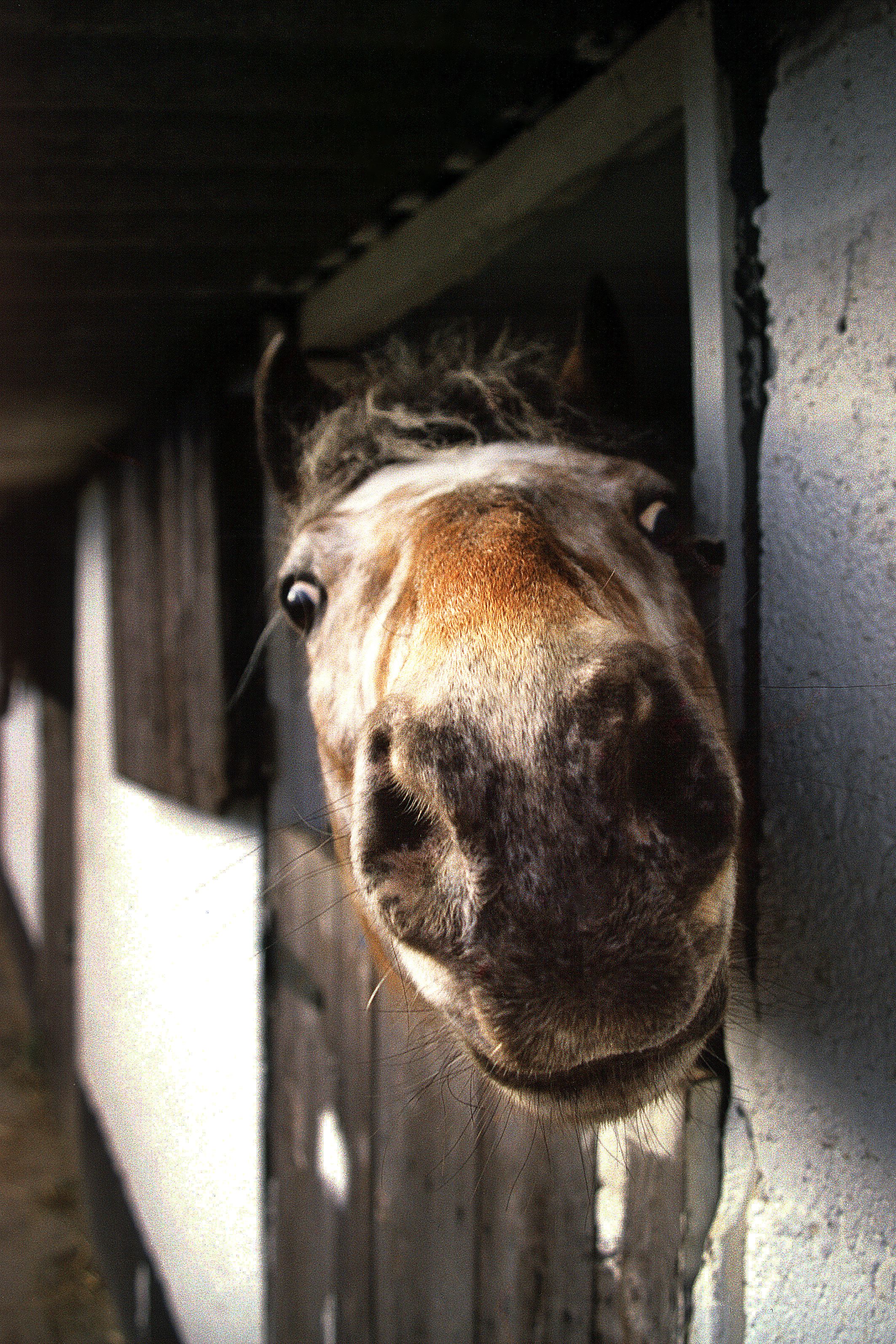 Why The Long Face?
