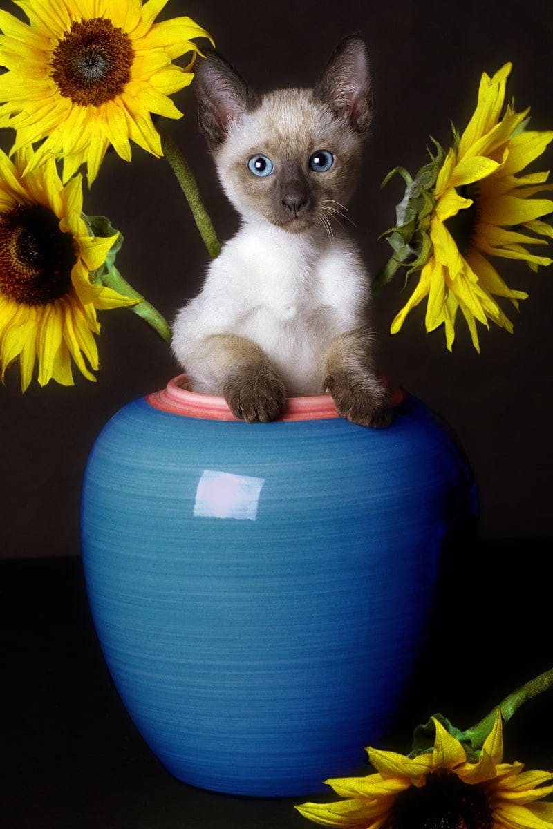 Sunflower Scratch