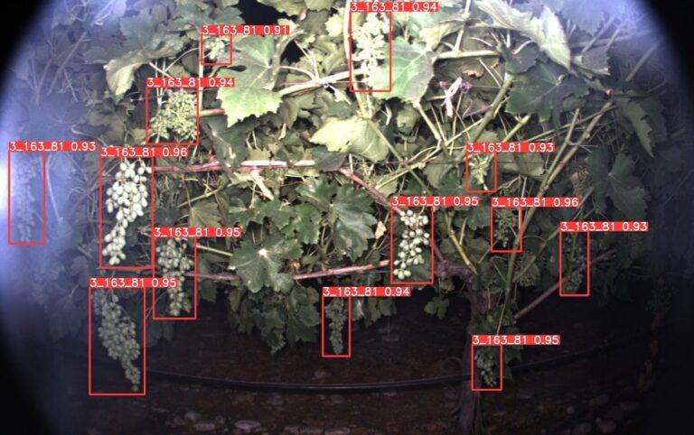 Viewer night scan with detected grape clusters