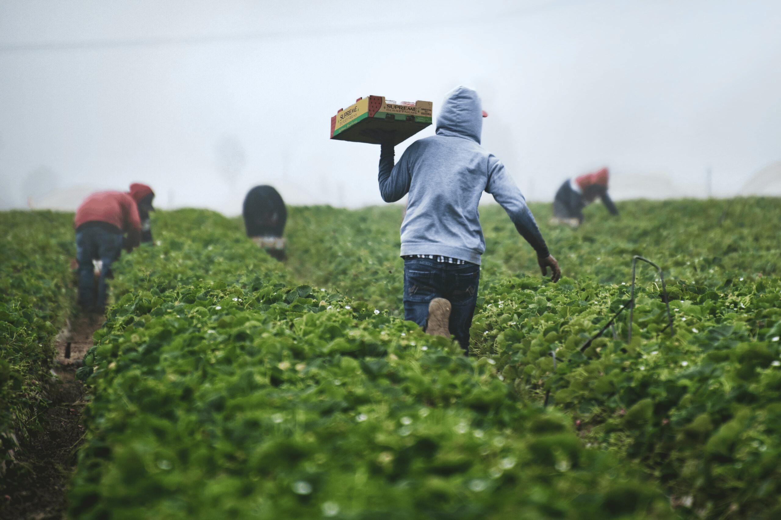 Farm workers harvesting crops