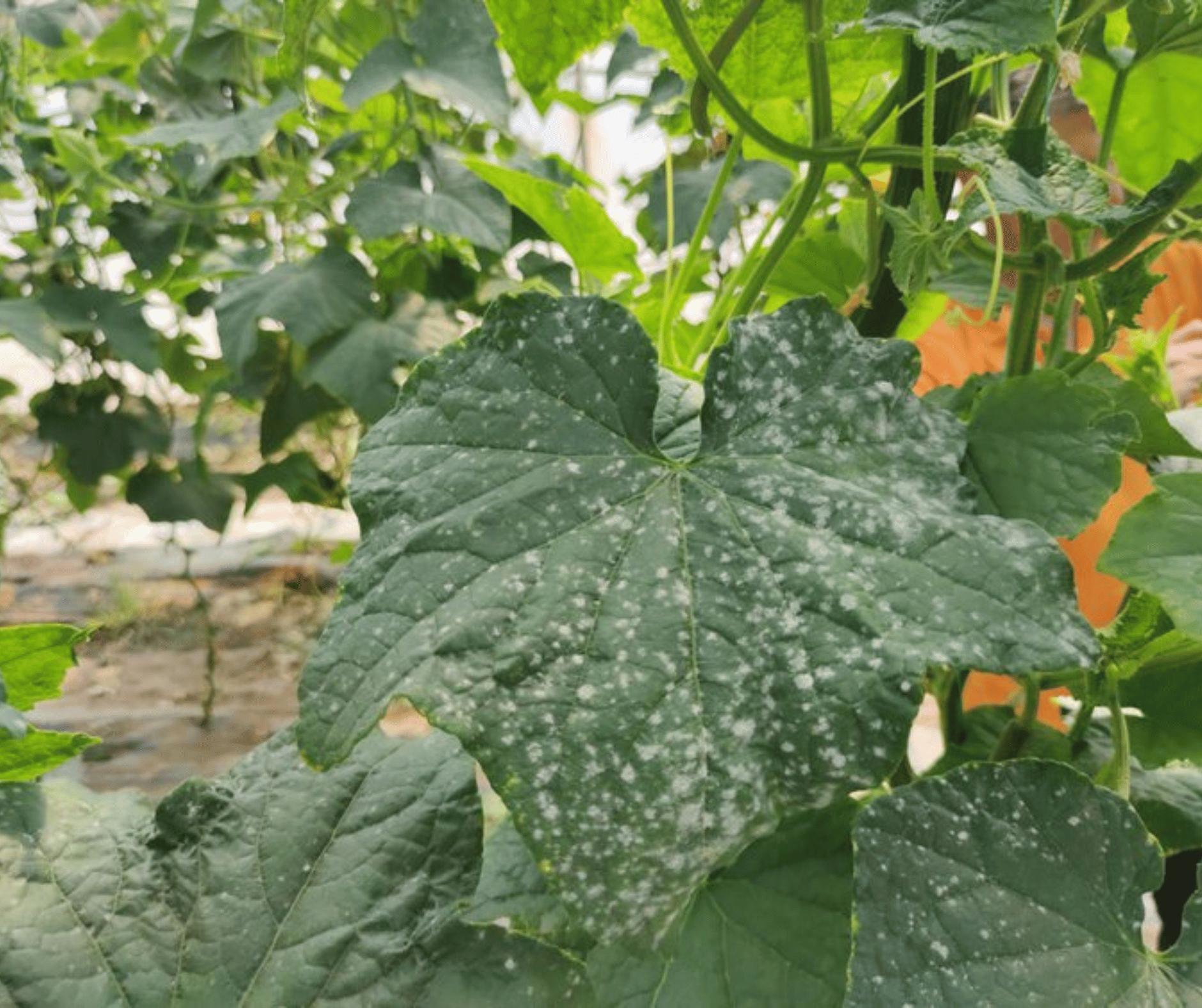 Cucumber leaves affected by powdery mildew
