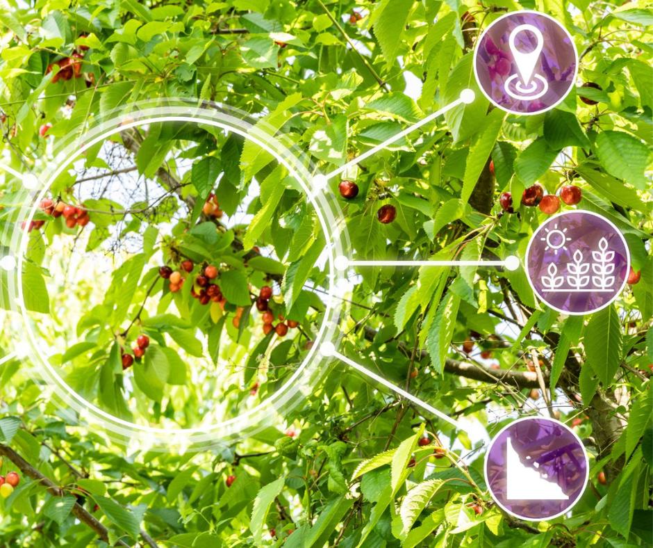 Smart farming monitoring symbols over crop foliage