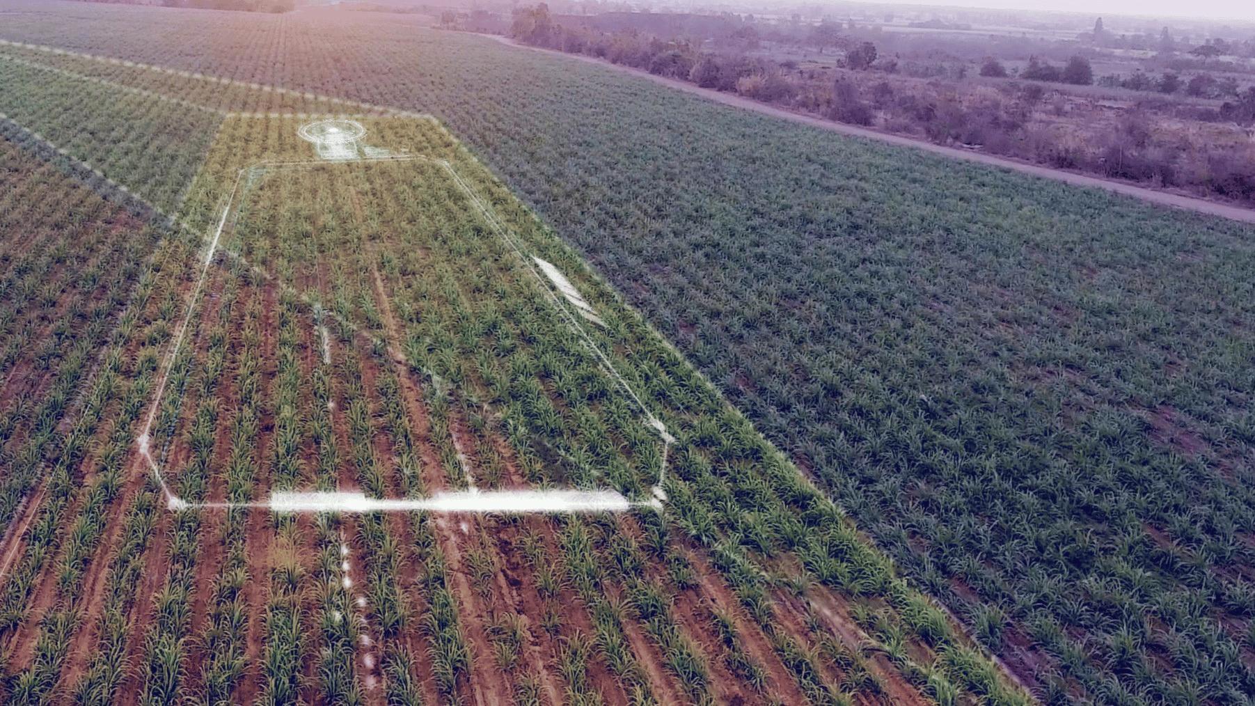 Drone flying above crop rows