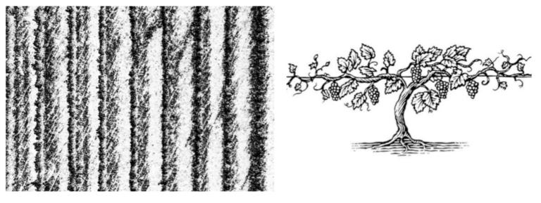 Comparison of aerial vineyard rows and an individual grapevine view