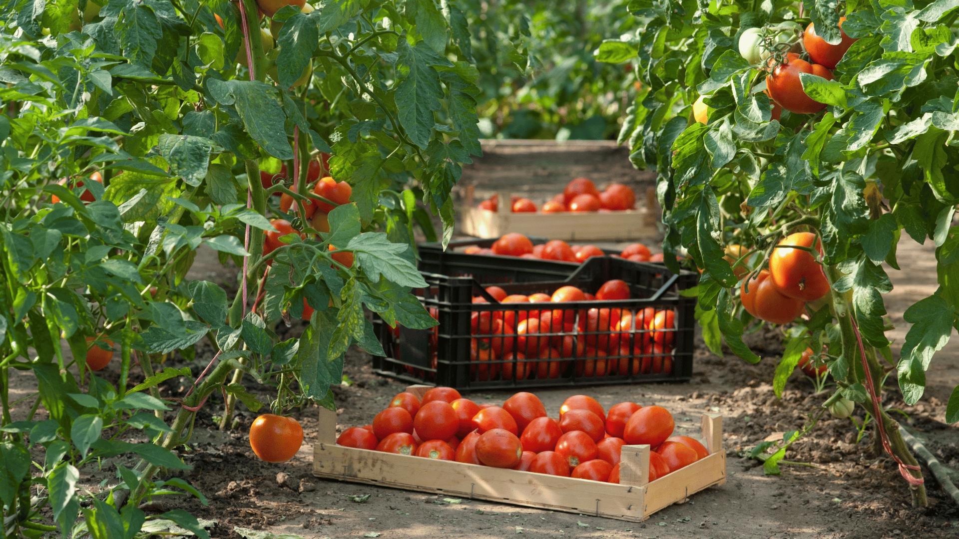 Tomatoes being harvested and collected in crates