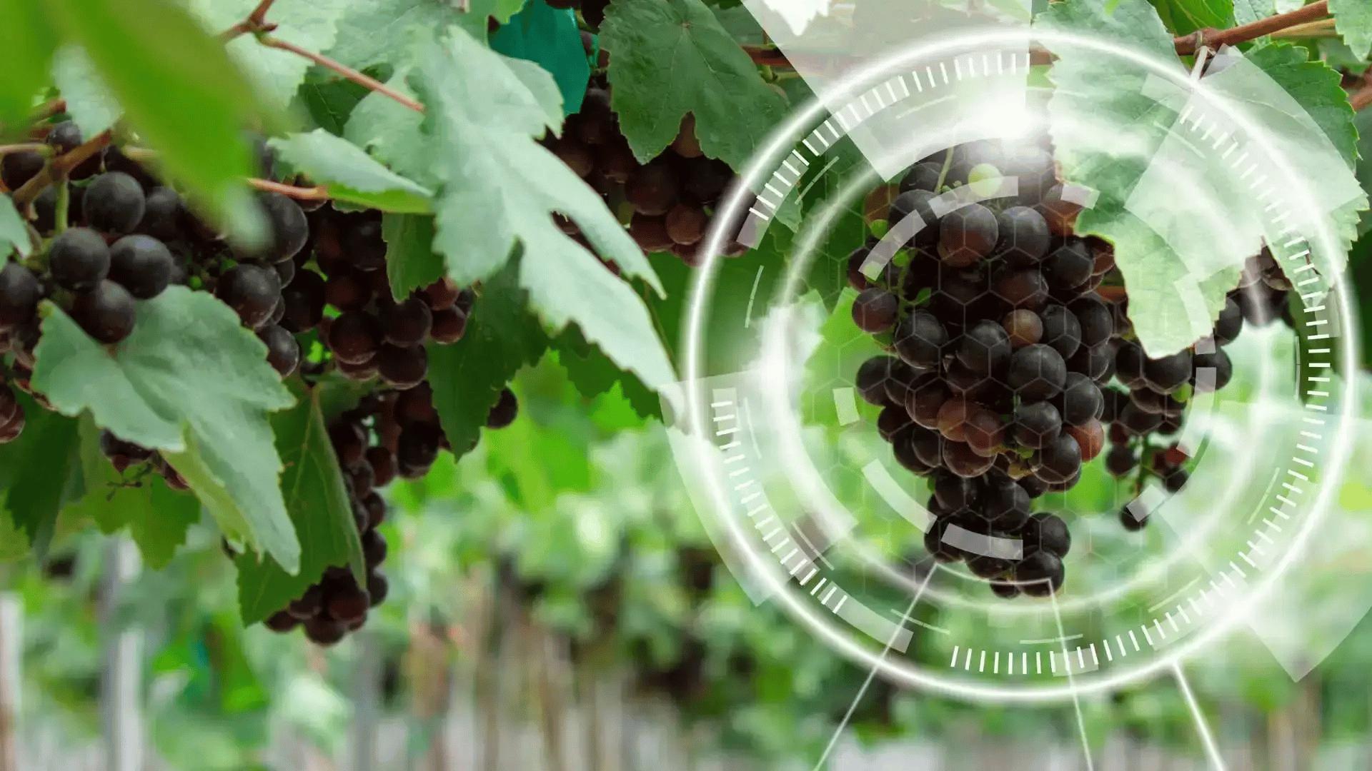 Grape clusters with a digital precision agriculture overlay