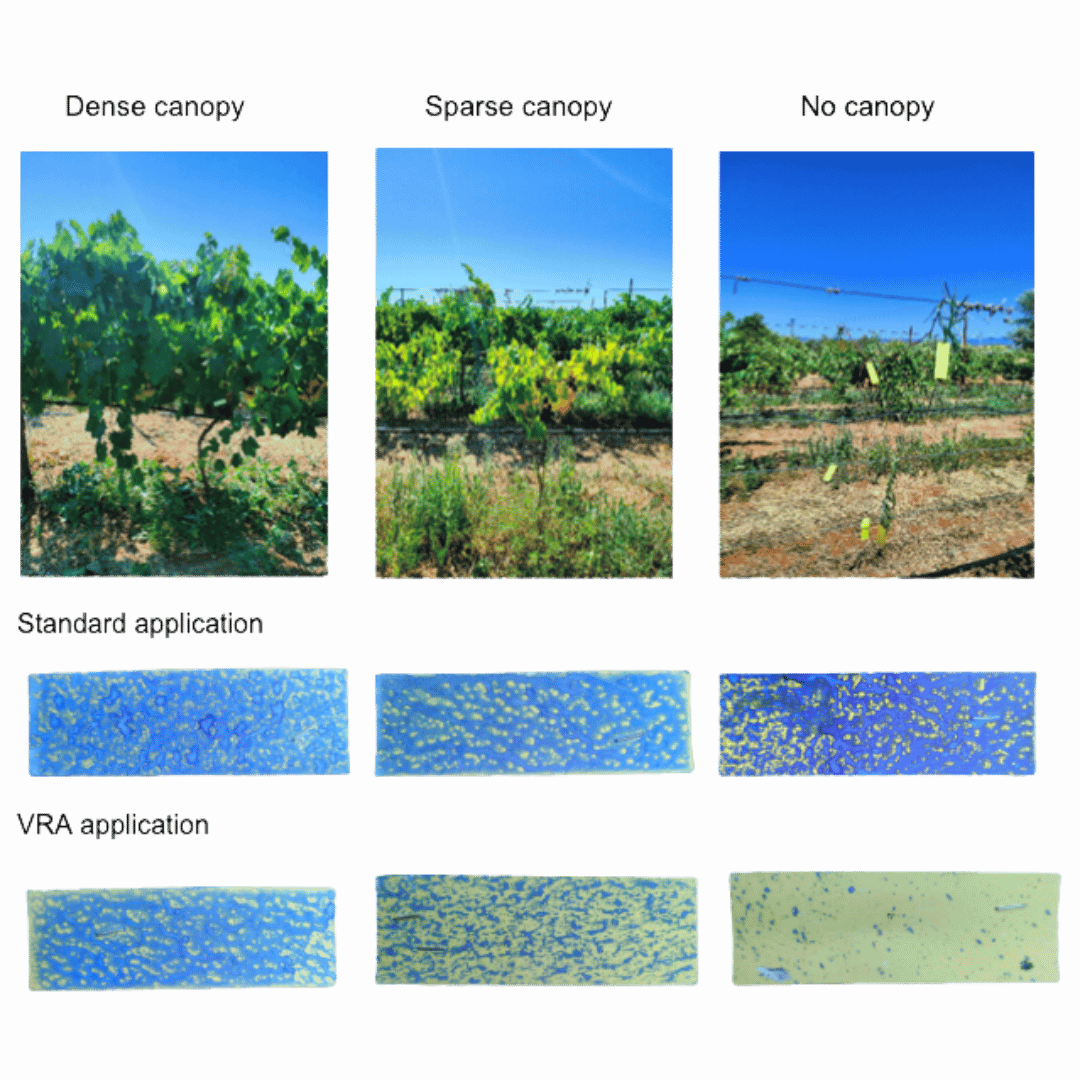 Spray coverage comparison for dense, sparse and absent canopy
