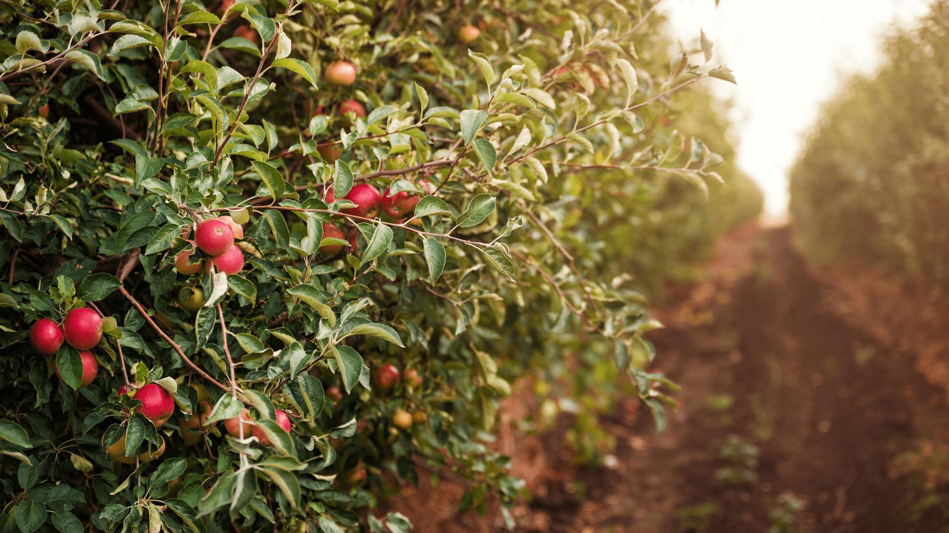 Apple trees bearing fruit in an orchard