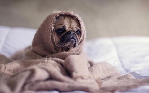 Is Remote Work Actually Killing Productivity? The Data Won't Agree