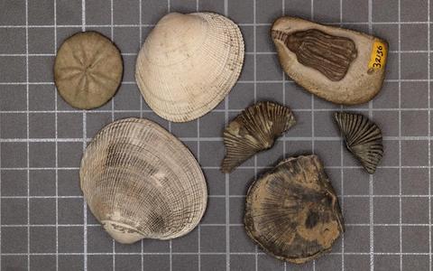 The Great Dying: Why Metabolism Decided Who Lived Through Earth's Worst Extinction