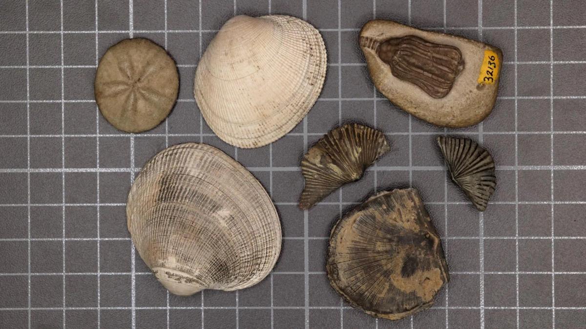 The Great Dying: Why Metabolism Decided Who Lived Through Earth's Worst Extinction