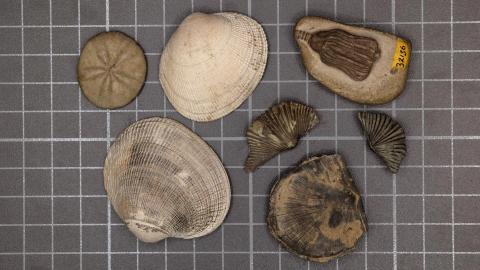 The Great Dying: Why Metabolism Decided Who Lived Through Earth's Worst Extinction