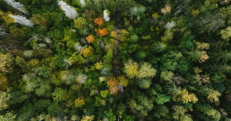 Accounting for Nature