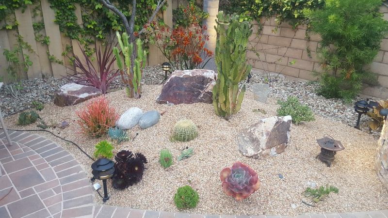 dryscape cacti