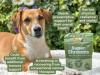 Dog Sat Next to Buddy & Lola's Super Shrooms Labelled with Benefits