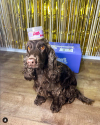 dog with breed health supplement on it's head