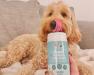 A fluffy golden cockapoo licking its lips on a sofa while a hand holds up a tub of Buddy & Lola Super Tummy Daily Chews Advanced Pre & Probiotics in the foreground.