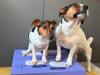 Jack Russell posing with years box and salmon meal