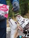 A photo of 2 dogs eating Years charcuterie
