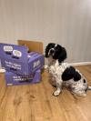Dog poses with stacks of Years boxes