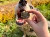 dog eating sea cookie dog treat