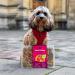 a picture of a dog outdoors with a Years Steak & Kidney Hotpot Meal